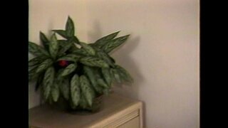 İBO-Bay Peepers En İğrenç Vol7-sahne 2